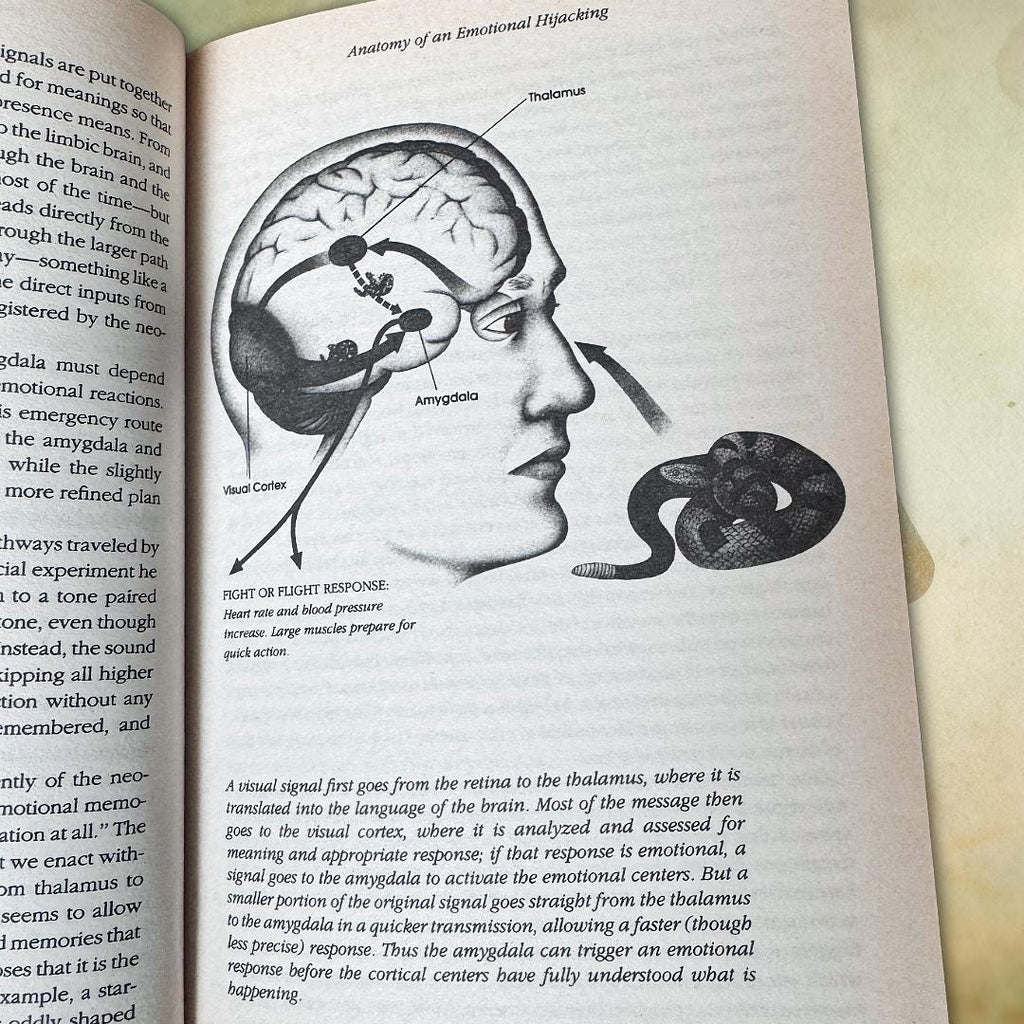 Emotional Intelligence — Daniel Goleman (1996 Bloomsbury Paperback) Book | Metta-Blessed™